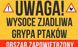 Ptasia grypa - informacje