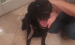 Szukam właściciela