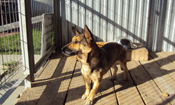 Szukam właściciela