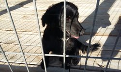 Szukam właściciela