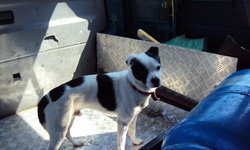 Szukam właściciela