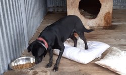 Szukamy właściciela