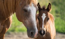 Przegląd jesiennych: klaczy, źrebiąt, ogierów wszystkich ras