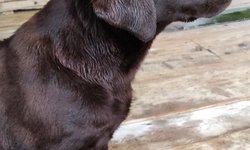 Szukam właściciela