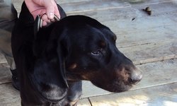 Szukam właściciela