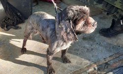 Szukamy właściciela