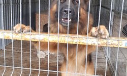 Szukam właściciela