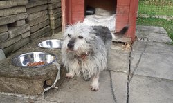 Szukam właściciela