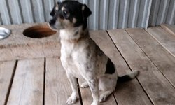 Szukam właściciela