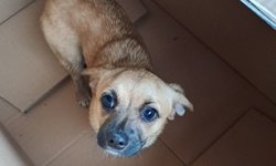 Szukam właściciela