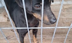 Szukam właściciela