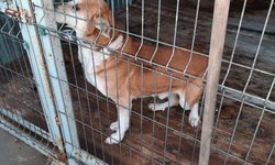 Szukamy właściciela