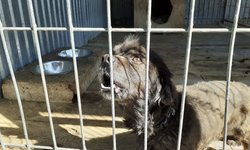 Szukamy właściciela