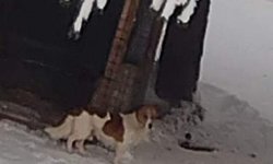 Szukamy właściciela