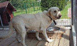 Szukam właściciela