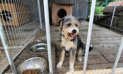 Szukamy właściciela