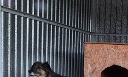 Szukam właściciela