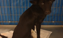 Poszukiwany właściciel