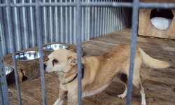 Szukam właściciela