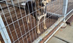 Szukamy właściciela