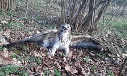 Uratowany myszołów