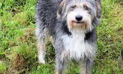 Szukamy właścicieli