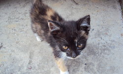 Szukam właściciela