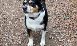 Szukam właściciela