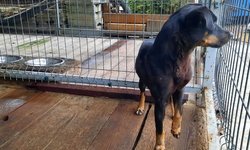 Szukam właściciela