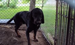 Poszukiwany właściciel psa