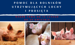 Pomoc dla utrzymujących lochy i prosięta – na razie blisko 2 tys. wniosków trafiło do ARiMR