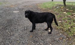 Szukamy właściciela