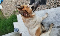 Szukamy właściciela