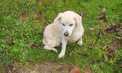 Szukam właściciela