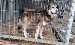 Szukam właściciela