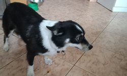 Szukamy właściciela