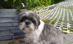 Szukam właściciela