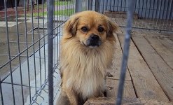 Szukam właściciela