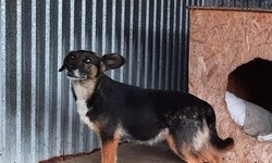 Szukamy właścicieli