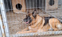 Szukam właściciela