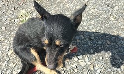 Szukam właściciela