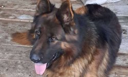 Szukam właściciela