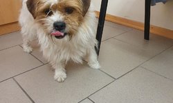 Szukam właściciela