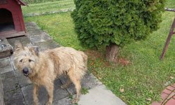 Szukam właściciela