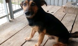 Szukam właściciela