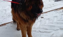 SZUKAMY   WŁAŚCICIELA