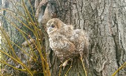 Jak pomóc podlotowi?